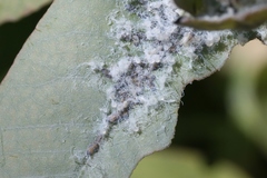 Ctenarytaina eucalypti
