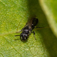 Hylaeus mesillae cressoni