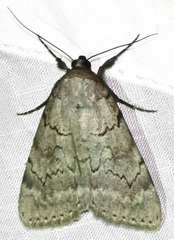 Catocala serena