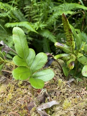 Polypodium scouleri image