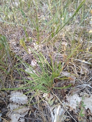 Plantago maritima serpentina