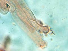 Calyptella capula