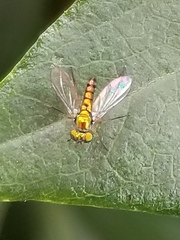 Condylostylus flavipes