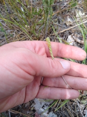 Plantago maritima serpentina