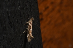 Aristotelia fungivorella
