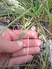 Plantago maritima serpentina