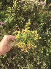 Euphorbia virgata