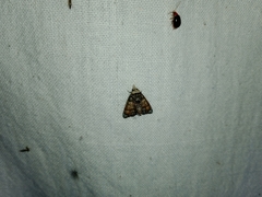 Chlumetia transversa