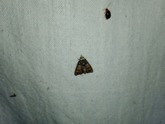 Chlumetia transversa