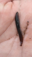 Zoarcoidei