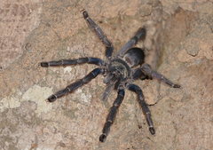 Tapinauchenius plumipes