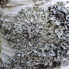Hypogymnia farinacea