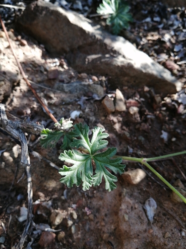 Image of Pelargonium trifidum by (c) Danie Palm, some rights reserved (CC BY)