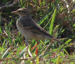 Anthus cinnamomeus