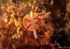 Diaphorodoris papillata