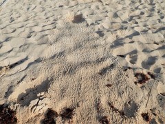 Caretta caretta
