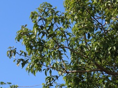 Searsia chirindensis