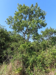 Searsia chirindensis