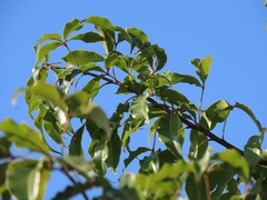 Searsia chirindensis