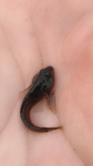 Oligocottus