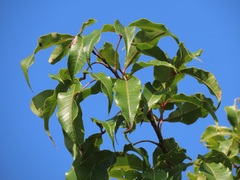 Searsia chirindensis