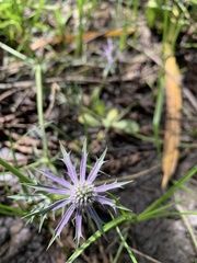 Eryngium hookeri