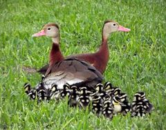 Dendrocygna autumnalis