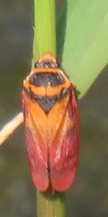Locris areata