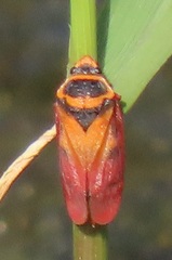 Locris areata