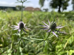 Eryngium hookeri