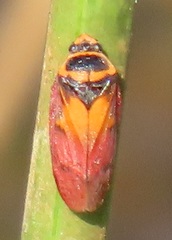 Locris areata