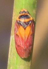 Locris areata