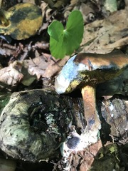 Buchwaldoboletus lignicola