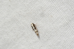 Agnippe prunifoliella