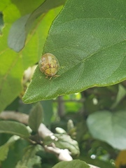 Eurypepla brevilineata