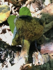 Buchwaldoboletus lignicola