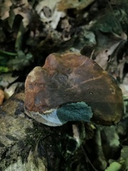 Buchwaldoboletus lignicola