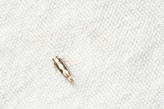 Agnippe prunifoliella
