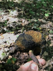 Buchwaldoboletus lignicola