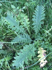 Cirsium acaule