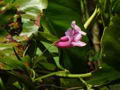 Rhabdadenia madida