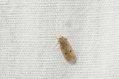 Carolana ascriptella