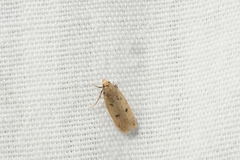 Carolana ascriptella