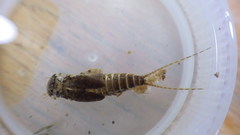 Maccaffertium terminatum terminatum