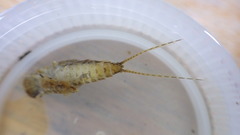 Maccaffertium terminatum terminatum