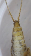 Maccaffertium terminatum terminatum