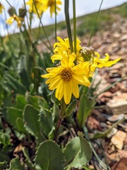 Senecio amplectens holmii