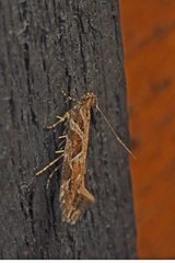 Aristotelia fungivorella