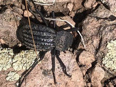 Philolithus sordidus