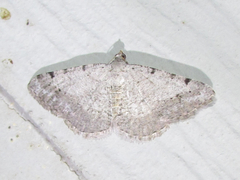 Frederickia disparcata